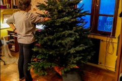 Szerelem a fát