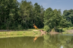 Kocsma és dinoszaurusz