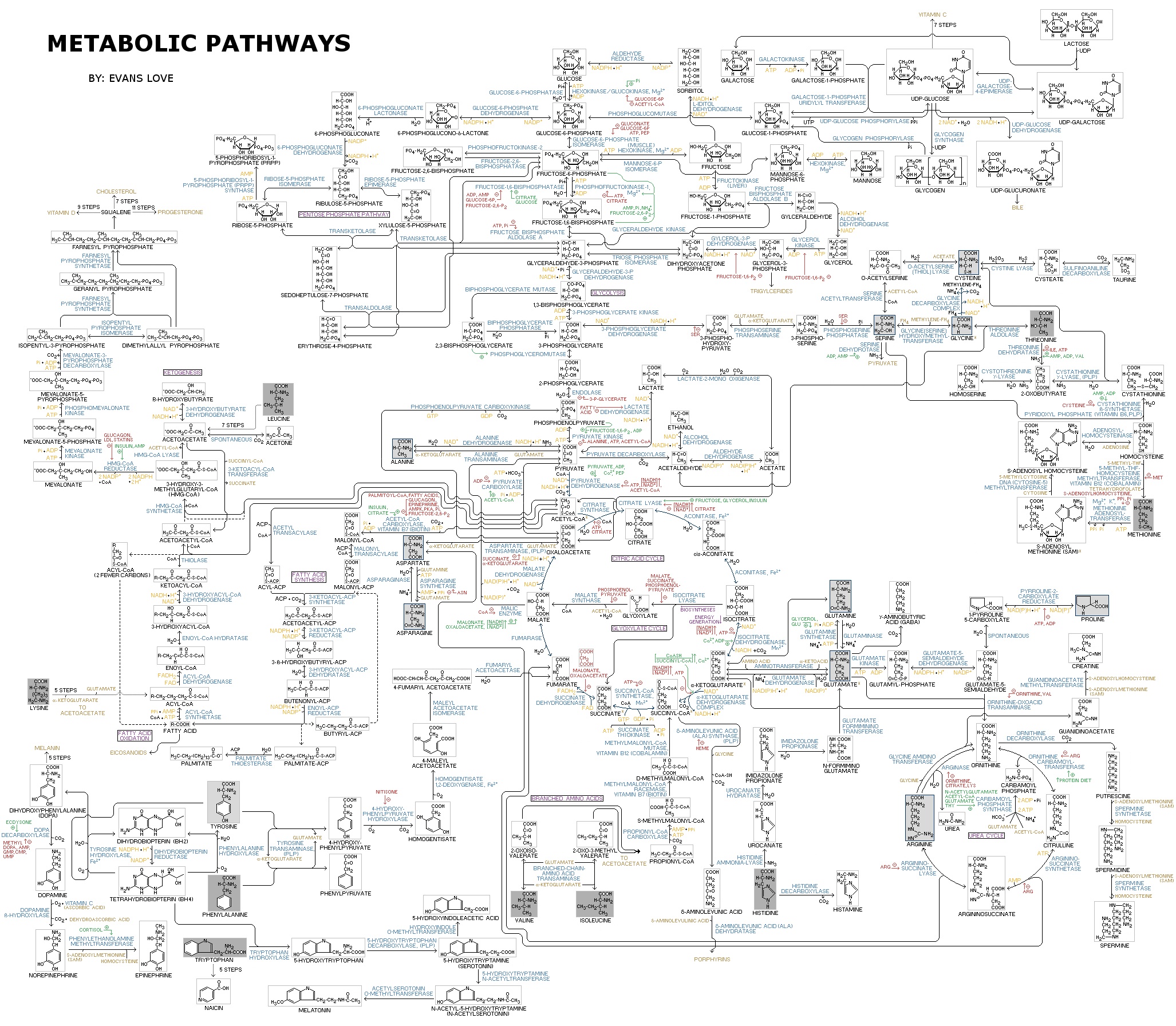 Human_Metabolism_-_Pathways