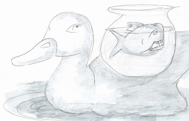 035-duck-back